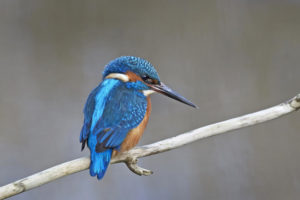 11 Mai, journée mondiale des oiseaux migrateurs - Actualités