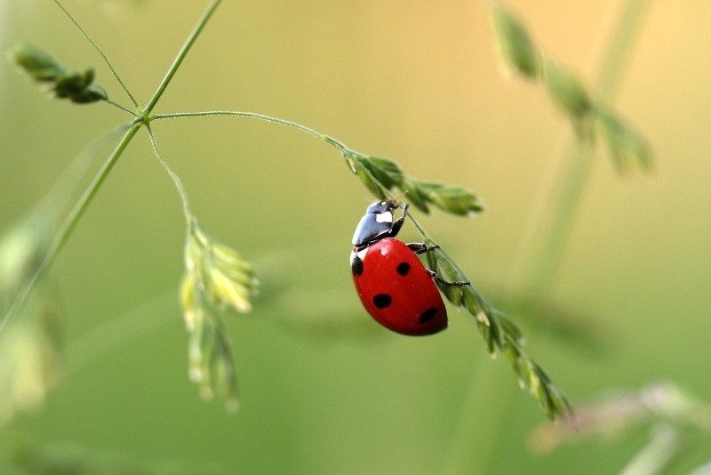 Formation coccinelles -