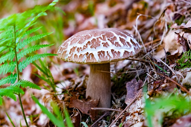 Balade découverte au bord de la Leyre : les champignons - Agenda