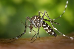 Pièges à moustiques tigres : une nouvelle distribution au Teich ! - Prévention