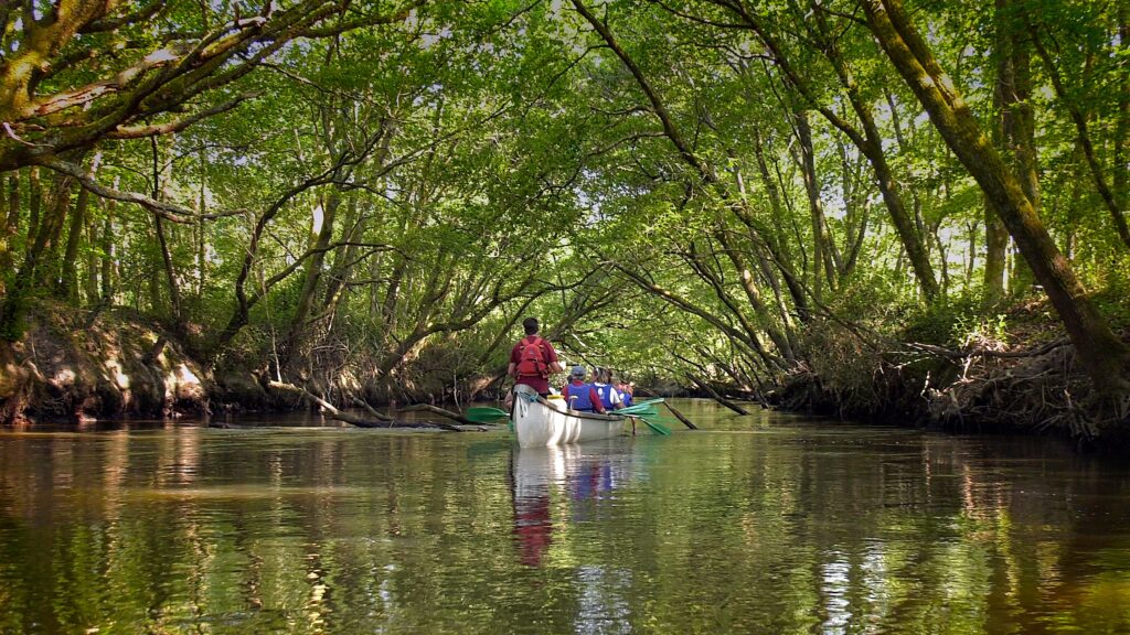 Visite libre de la réserve ornithologique et canoë collectif -