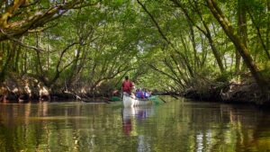 Visite libre de la réserve ornithologique et canoë collectif - Nature