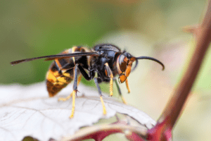 Lutte contre les frelons asiatiques : récupérez votre piège gratuit au Teich ! - Actualités