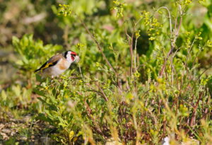 Formation aux oiseaux du littoral : la reproduction et les oiseaux chanteurs (approfrondissement) - Nature