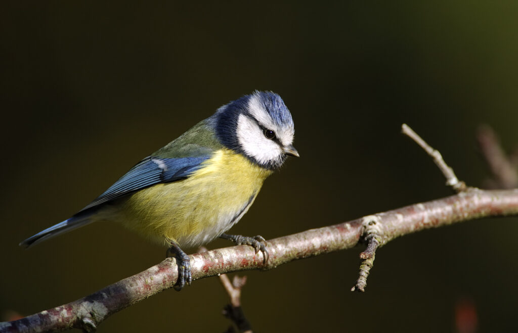 Formation aux oiseaux des jardins : découverte des oiseaux à la mangeoire - 1/2 journée -
