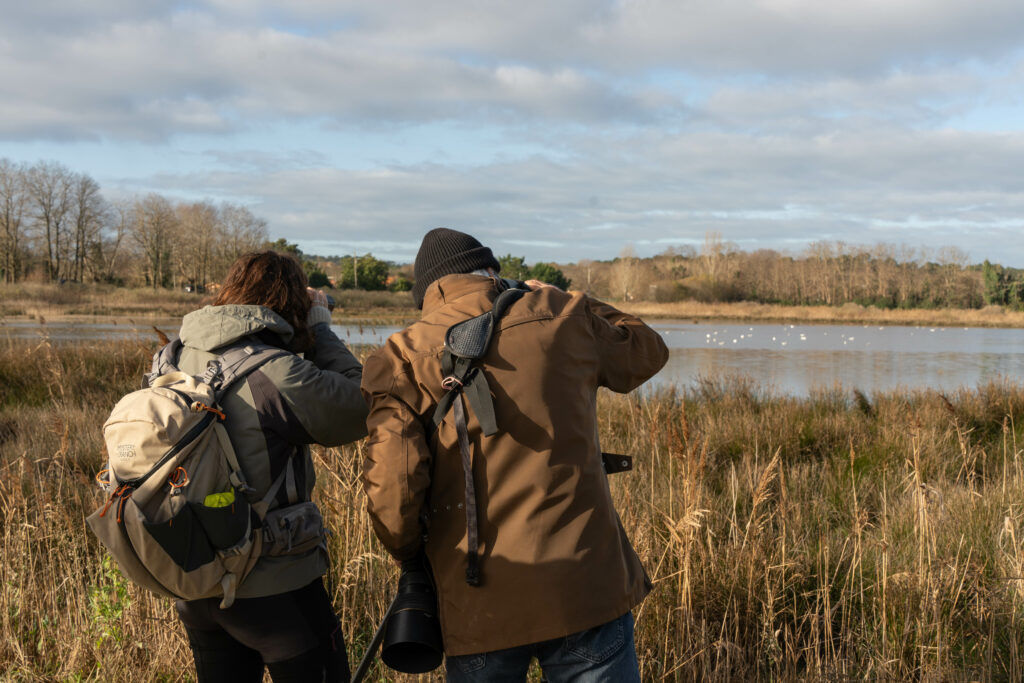 Formation aux oiseaux du littoral : les laridés et oiseaux côtiers -