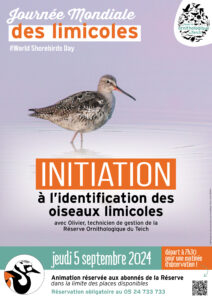 Journée Mondiale des limicoles #World Shorebird Day - Environnement