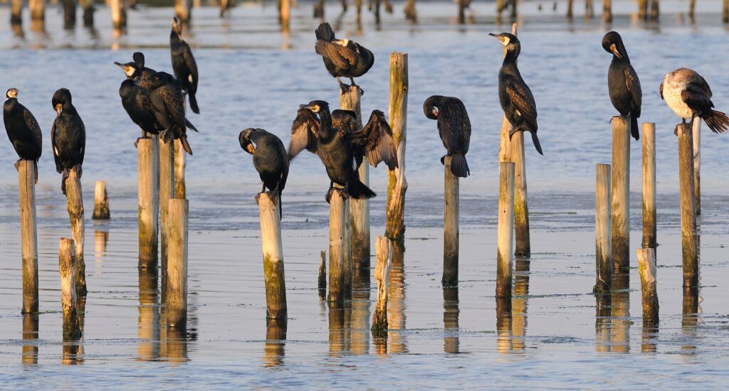 Portes Ouvertes : Réserve Ornithologique ! -