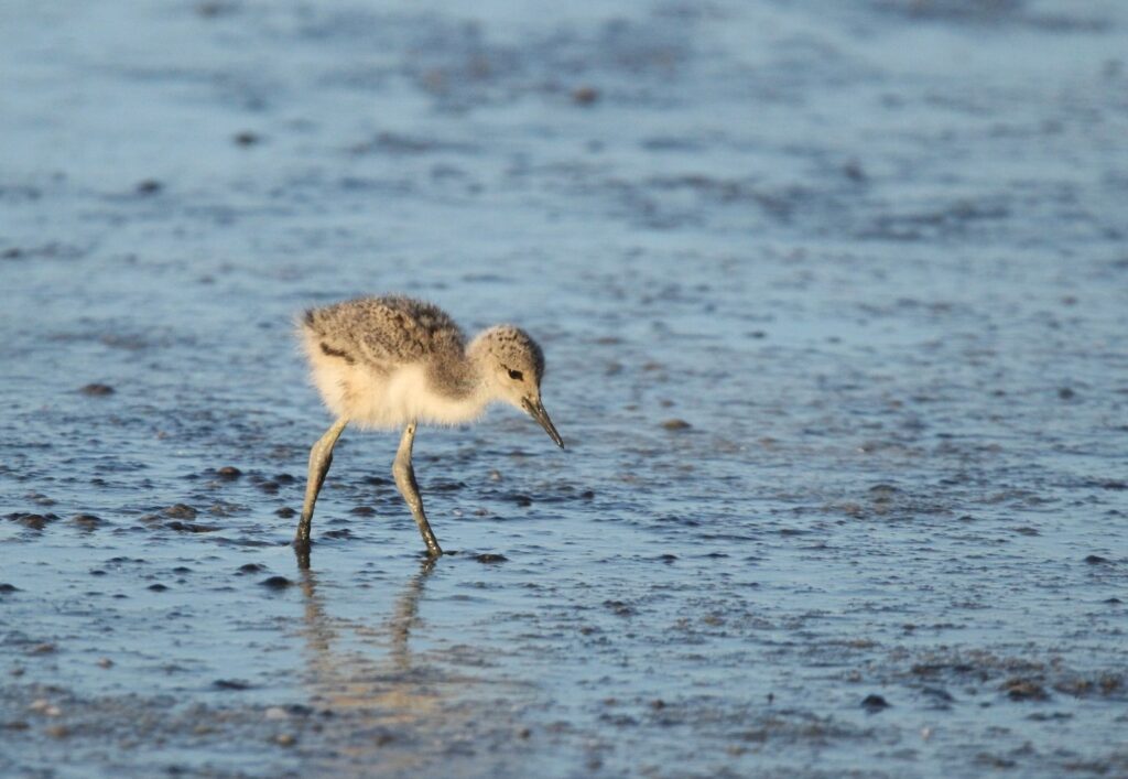 Portes Ouvertes : Réserve Ornithologique ! -