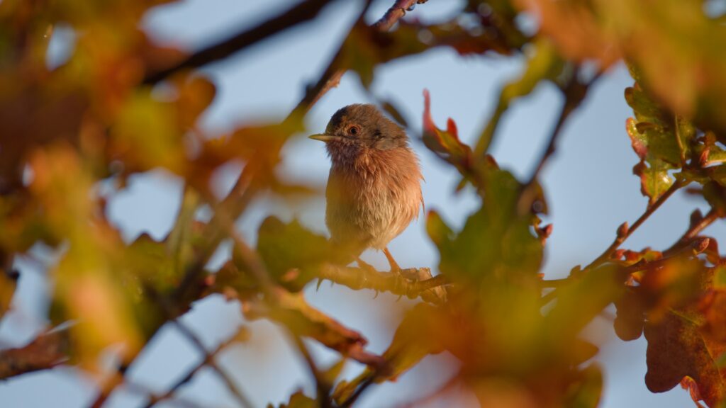 Portes Ouvertes : Réserve Ornithologique ! -