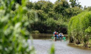 Célébrez les Zones Humides en canoë sur la Leyre et à pied dans la Réserve ornithologique du Teich ! - Danse