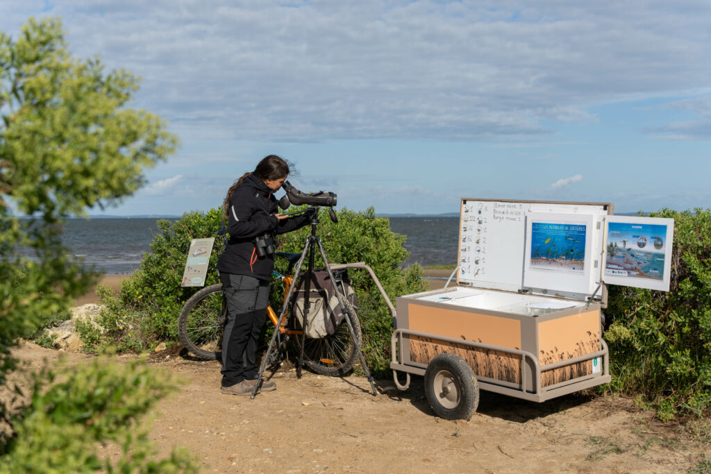 Accueil naturaliste sur le sentier du littoral à la Pointe du Teich -