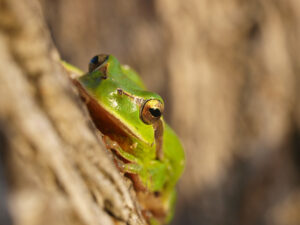 Tritons, rainettes et compagnie - Loisir nature