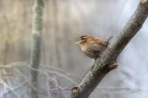 Formation aux oiseaux du littoral : la reproduction et les oiseaux chanteurs (initiation) - Loisir nature