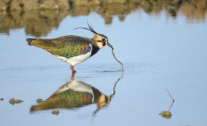 EXPOSITION : Portraits d’oiseaux et accueil naturaliste au Belvédère du port du Teich ! - Exposition