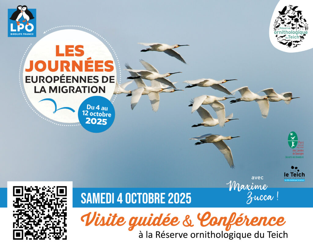 Journées européennes de la migration : visite guidée et conférence à la Réserve ornithologique du Teich ! -