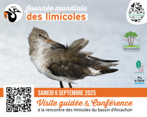 Journée mondiale des limicoles : visite guidée et conférence à la Réserve ornithologique du Teich - Sports et loisirs