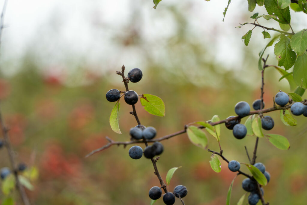 Exploration botanique : alliances cachées des plantes et des animaux -
