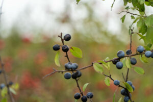 Exploration botanique : alliances cachées des plantes et des animaux - Visite