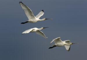Escale avec les oiseaux migrateurs - Animation et fête locale