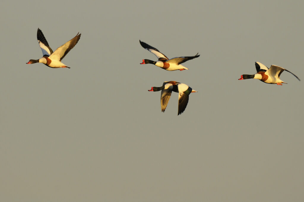 Balade à deux voix : déambulation poétique dans la Réserve ornithologique du Teich -