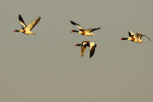 Balade à deux voix : déambulation poétique dans la Réserve ornithologique du Teich - Visite