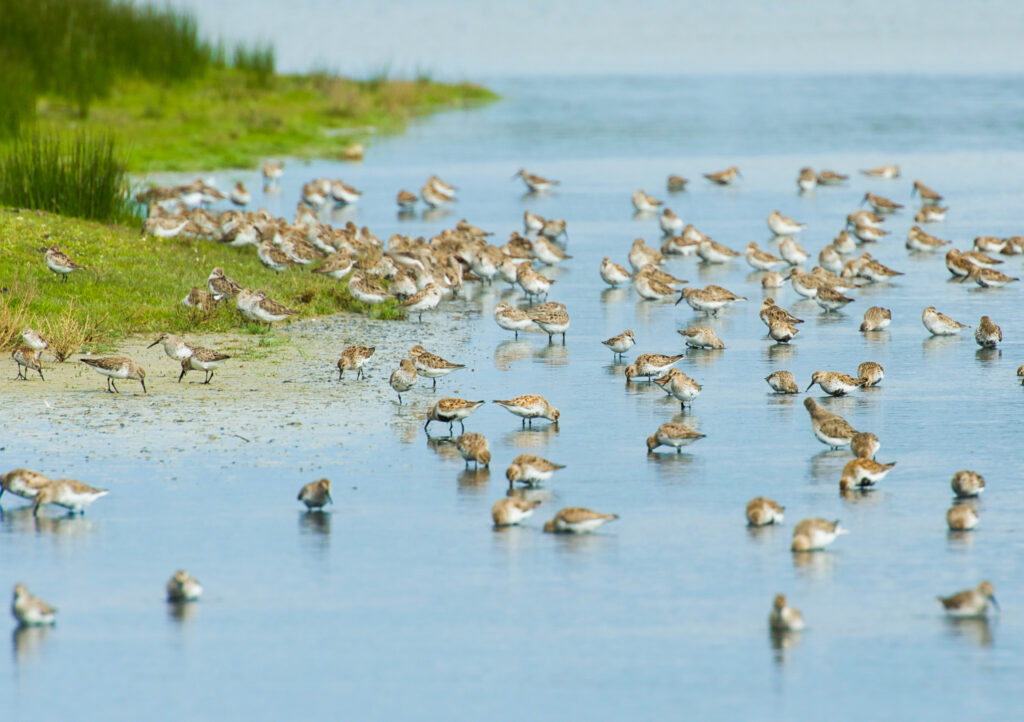 Venez compter les oiseaux limicoles ! -